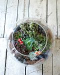 療癒款多肉玻璃圓缸造景Succulents in Fishbowl